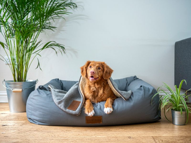 Hunde bedarf für zuhause